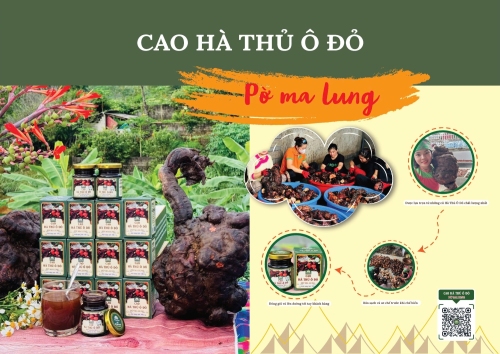Cao Hà thủ ô đỏ Pờ Ma Lung