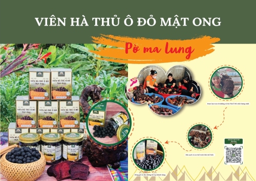 **Hà thủ ô mật ong Pờ Ma Lung – Dược liệu quý từ núi rừng Tây Bắc**
